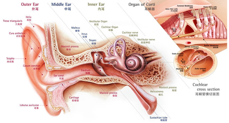 耳部解剖图